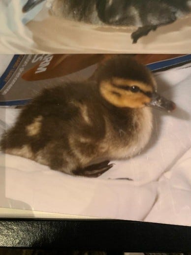 2025-01 Roger Waters Memoirs Duck